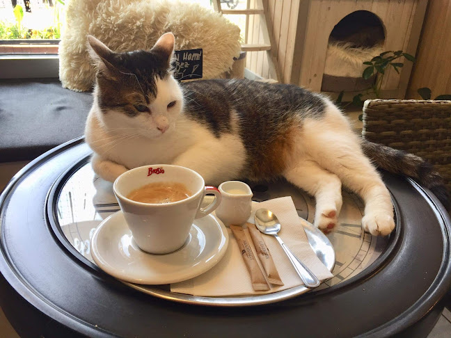 Comentarii opinii despre Kočičí kavárna