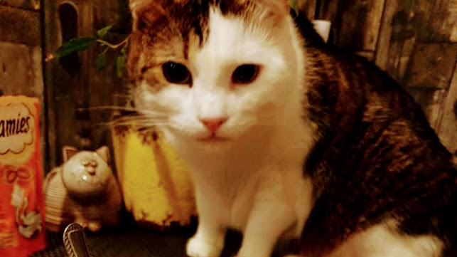 Kočičí kavárna - Plzeň