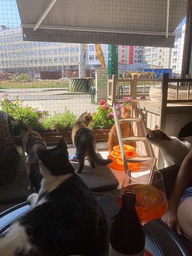 Kočičí kavárna - Plzeň