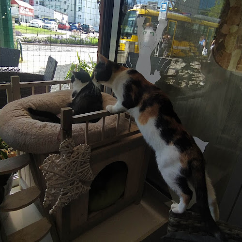 Kočičí kavárna - Gastronomie a pohostinství