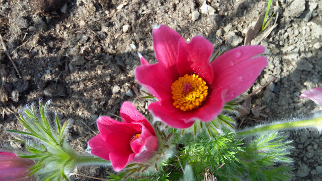 Hornická 830, 435 11 Lom, Česko