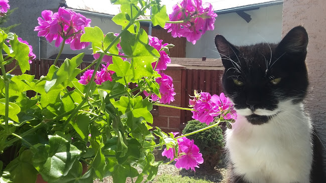 Comentarii opinii despre Pizza CeZar