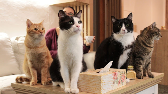 Kavárna Kočičí Praha - Gastronomie a pohostinství