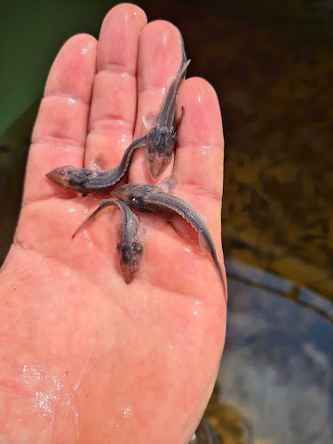Ryby Vlček - Gastronomie a pohostinství