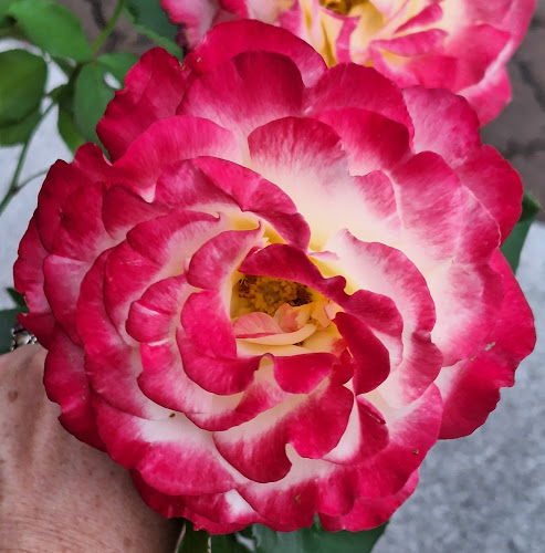 Městečko 55, 691 64 Nosislav