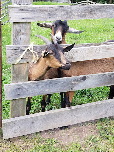 Comentarii opinii despre Kavárna Jako Doma Brniště