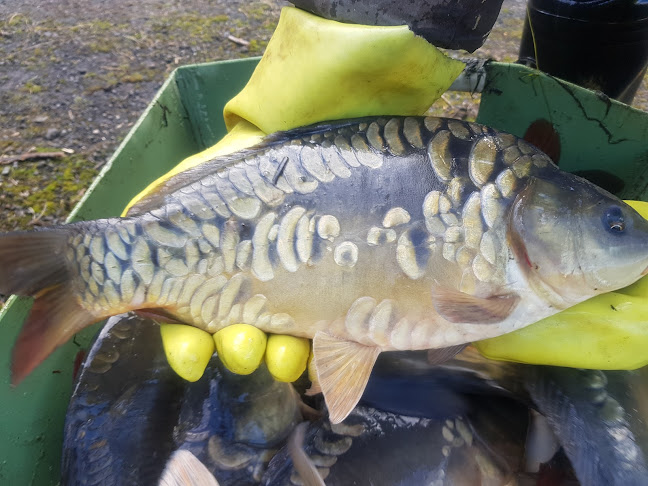 Ryby Vlček - Gastronomie a pohostinství