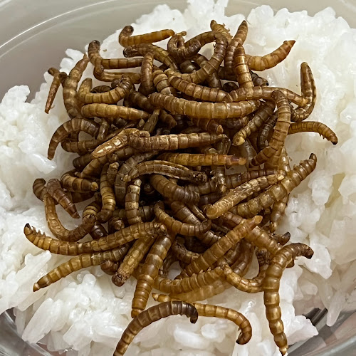 WormUP s.r.o. - Gastronomie a pohostinství