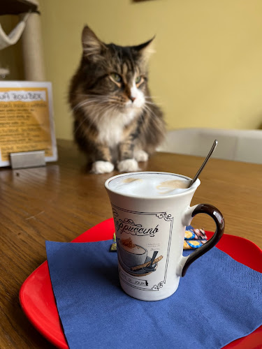 Kočičí kavárenský klub