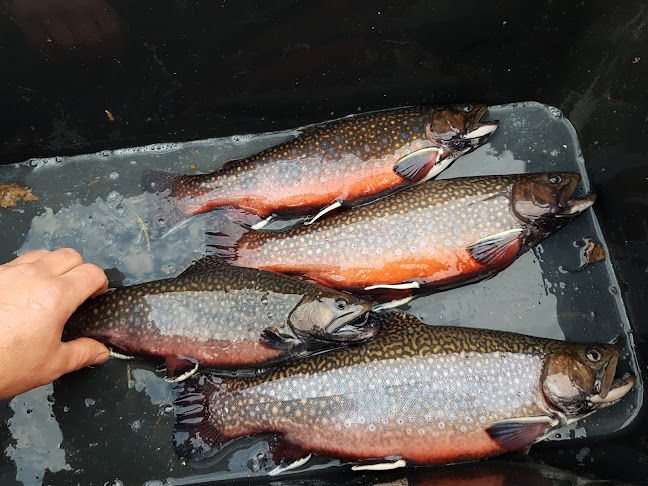 Ryby Vlček - Karlovy Vary