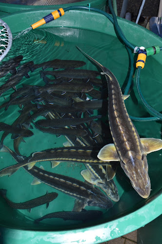 Opinii despre Ryby Vlček în Karlovy Vary - Gastronomie a pohostinství