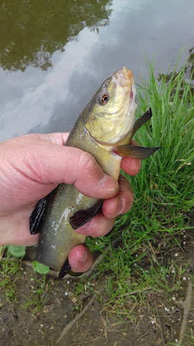 Prodej Ryb - Malšovice