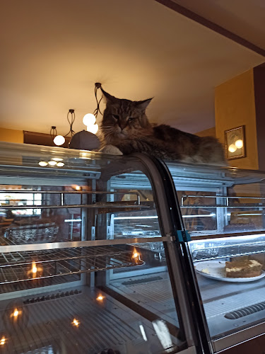 Kočičí kavárenský klub