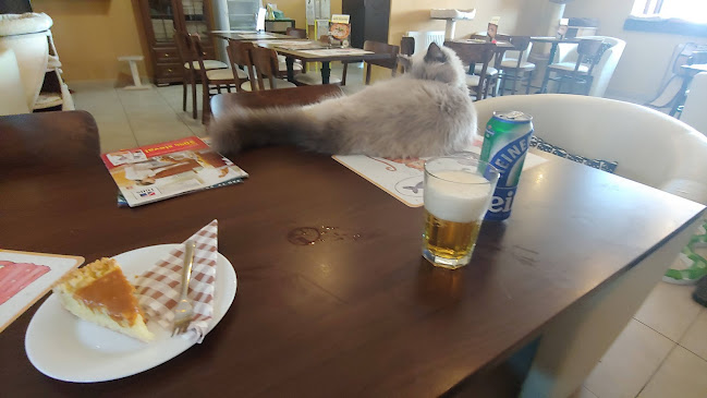 Kočičí kavárenský klub - Ivančice