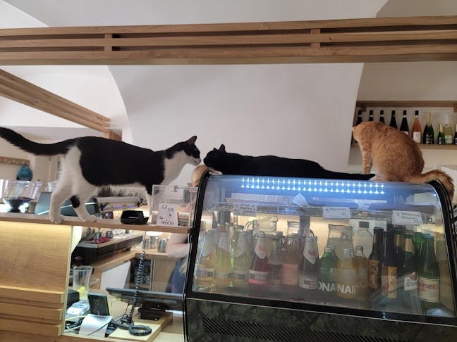 Opinii despre Kavárna Kočičí Praha în Staré Město - Gastronomie a pohostinství