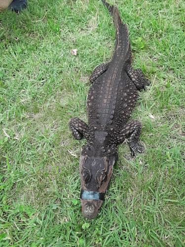 Comentarii opinii despre Corso