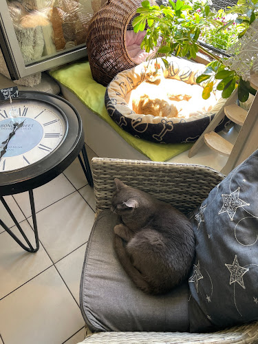 Comentarii opinii despre Kočičí kavárna