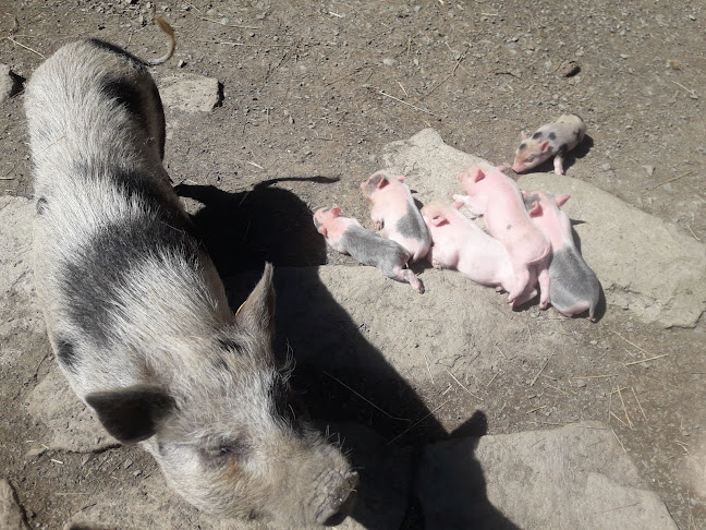 Restaurace Na tý louce zelený - Gastronomie a pohostinství