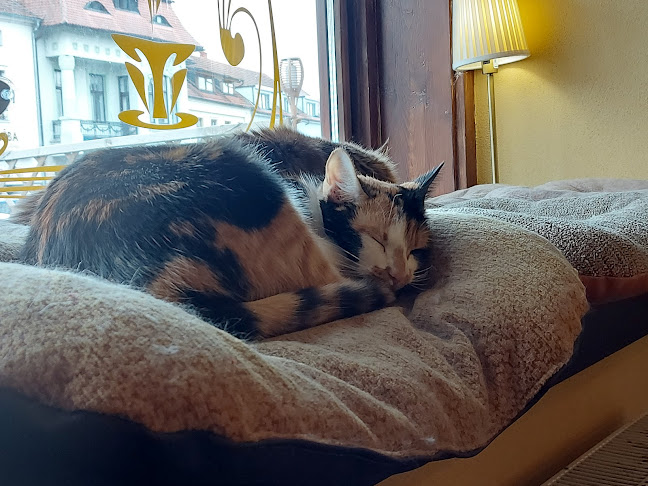 Comentarii opinii despre Kočičí kavárenský klub