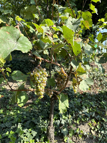 Viniční altán - Praha