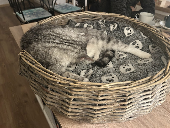 Comentarii opinii despre Kavárna Kočičí Praha