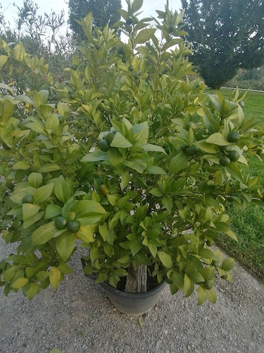 Comentarii opinii despre Kaštan